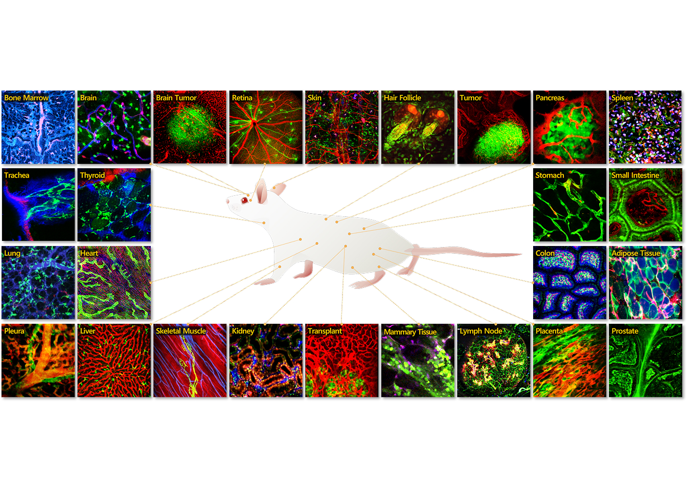 Organ-Specific Windows